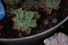 Cotyledon tomentosa