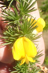 Aspalathus sceptrum-aureum