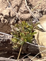 Quercus gambelii