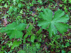 Geranium sylvaticum