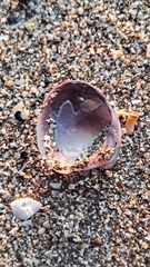 Austrovenus stutchburyi