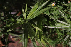 Cyperus albostriatus