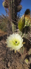 Trichocereus chiloensis