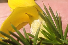 Aspalathus sceptrum-aureum