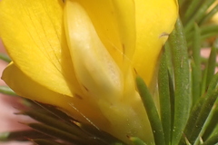 Aspalathus sceptrum-aureum