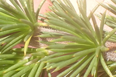 Aspalathus sceptrum-aureum