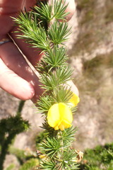 Aspalathus sceptrum-aureum