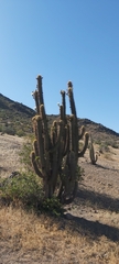 Trichocereus chiloensis