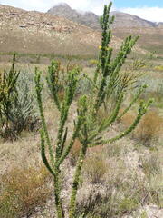 Aspalathus sceptrum-aureum