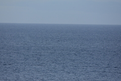 Balaenoptera acutorostrata