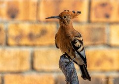 Upupa epops africana