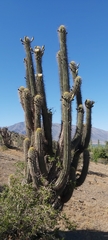 Trichocereus chiloensis