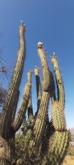 Trichocereus chiloensis
