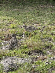 Burhinus capensis capensis