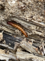 Denticollis linearis