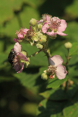 Rubus creticus
