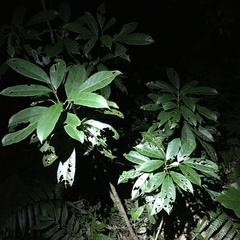 Turpinia ternata