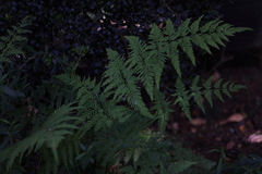 Calochlaena dubia