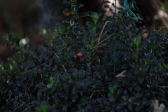 Nematanthus
