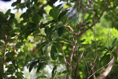 Psorothamnus spinosus