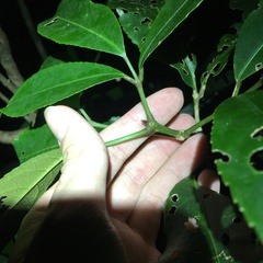 Turpinia ternata
