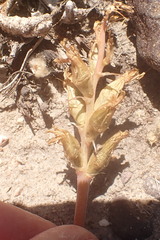 Lachenalia orchioides