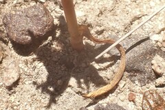 Lachenalia orchioides