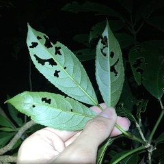 Turpinia ternata