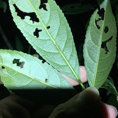Turpinia ternata