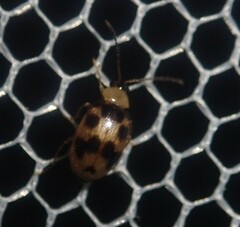 Afromaculepta decemmaculata