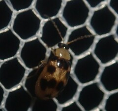 Afromaculepta decemmaculata