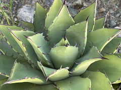 Agave margaritae