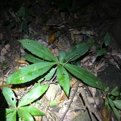Ardisia kusukuensis