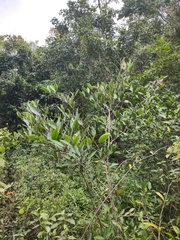 Myrcia loranthifolia