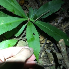Ardisia kusukuensis