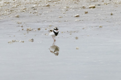 Elseyornis melanops