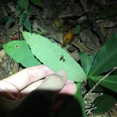 Ardisia kusukuensis