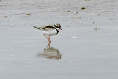 Elseyornis melanops