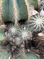Parodia magnifica