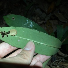 Ardisia kusukuensis