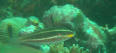 Stethojulis bandanensis
