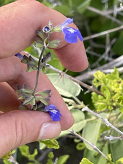 Salvia cedrosensis