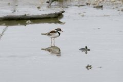 Elseyornis melanops