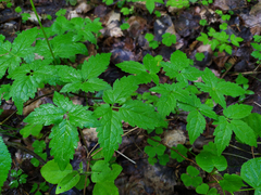 Clematis alpina sibirica