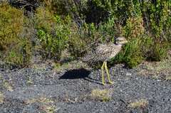 Burhinus capensis