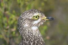 Burhinus capensis