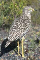 Burhinus capensis