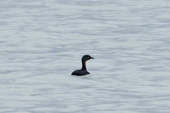 Poliocephalus rufopectus