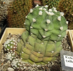 Echinopsis subdenudata