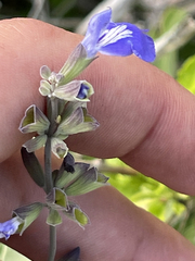 Salvia cedrosensis